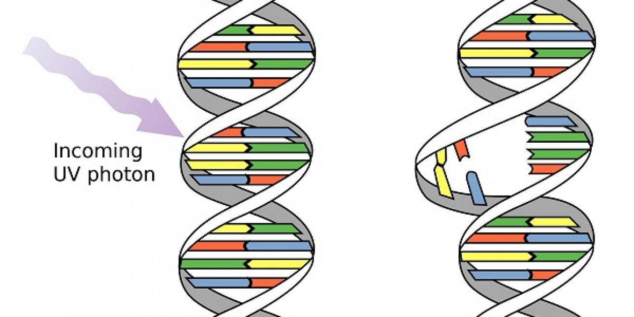 Representación de acción de la radiación UV sobre el ADN