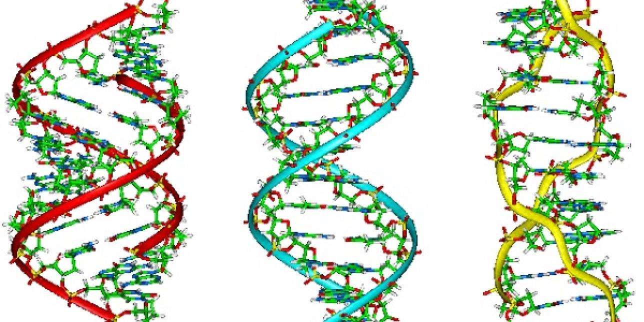 Representación de las variaciones en la estructura de doble hélice del ADN