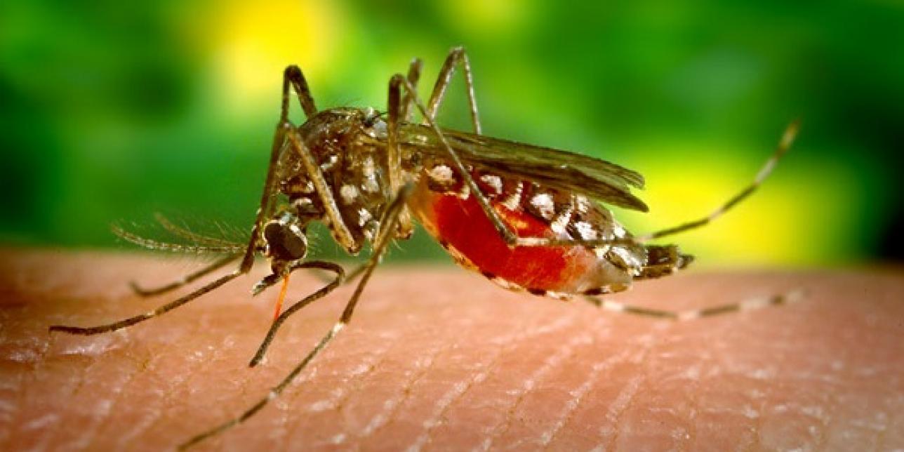 Aedes aegypti alimentándose de sangre