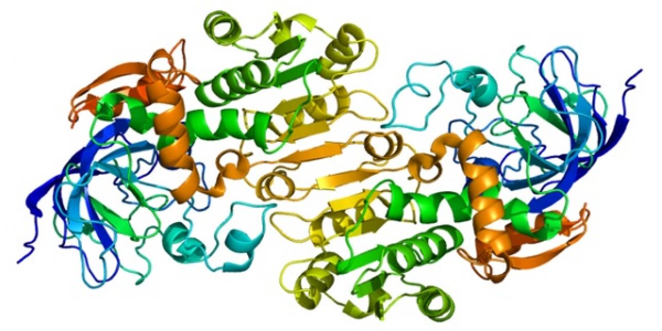Representación de la estructura 3 D de la enzima