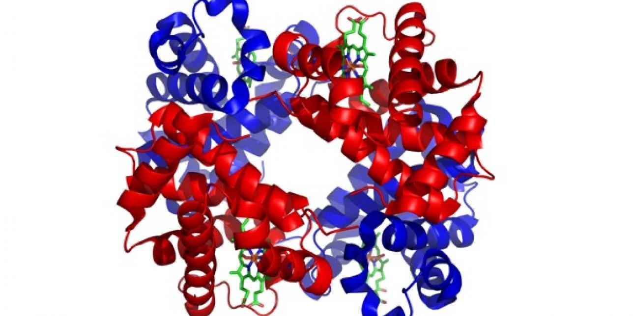 Representación de la estructura 3 D de la hemoglobina