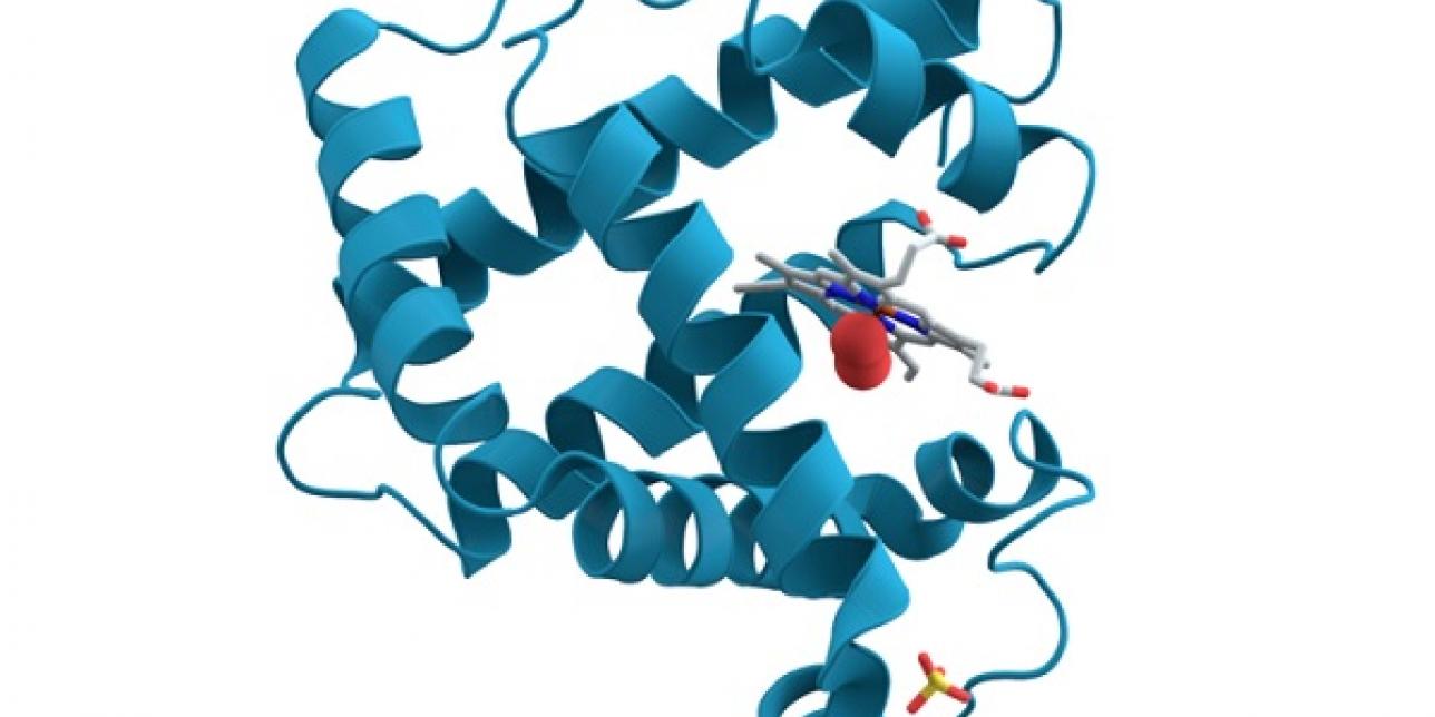 Representación de la estructura 3 D de la mioglobina