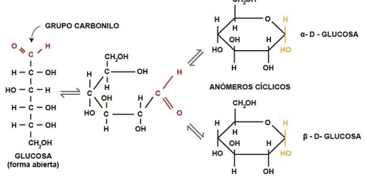 Esquema que representa la ciclación de la glucosa