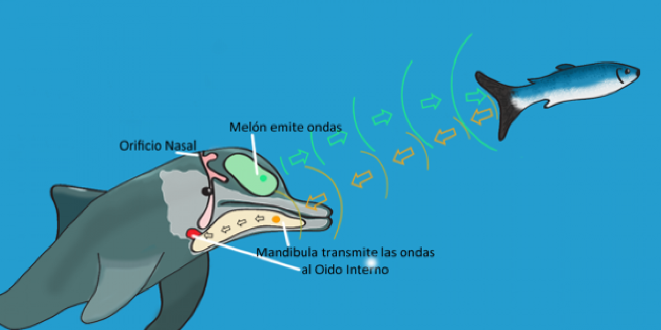 Delfín localizando mediante la reflexión de la onda sonora a un pez que será su cena.