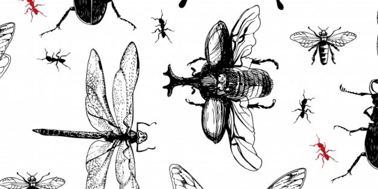 Dibujos lineales de insectos.