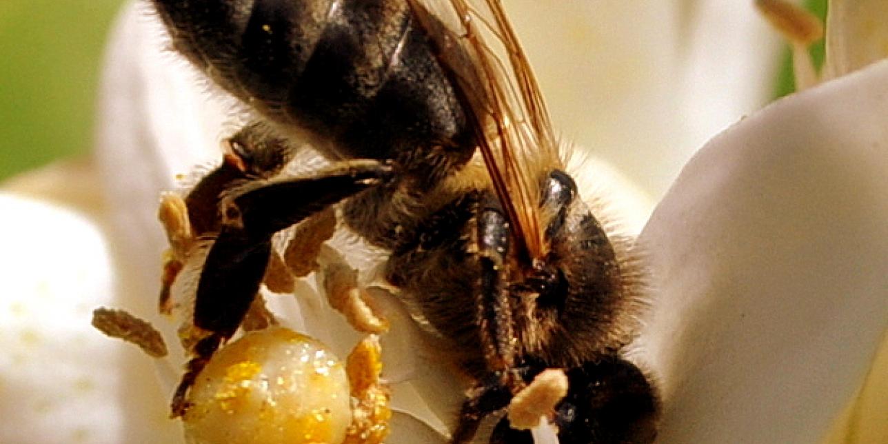 Abeja (Apis mellifera) polinizando una flor de azahar.