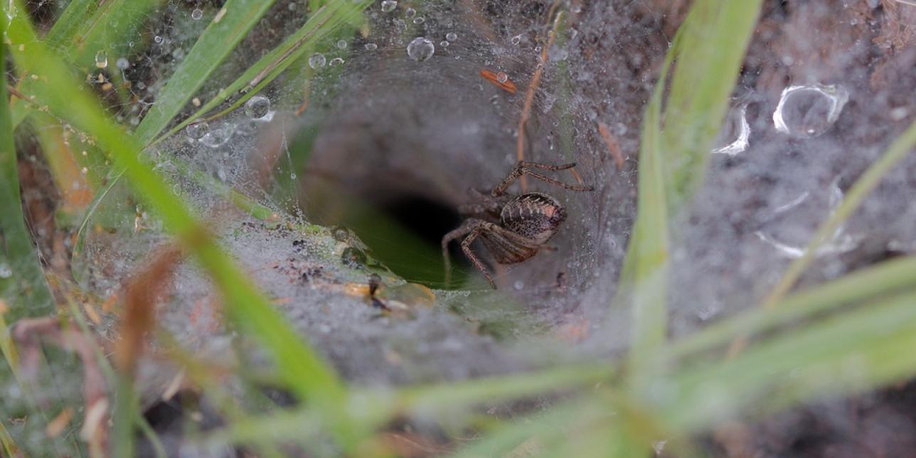 Tela de araña en suelo. Imagen libre de derechos