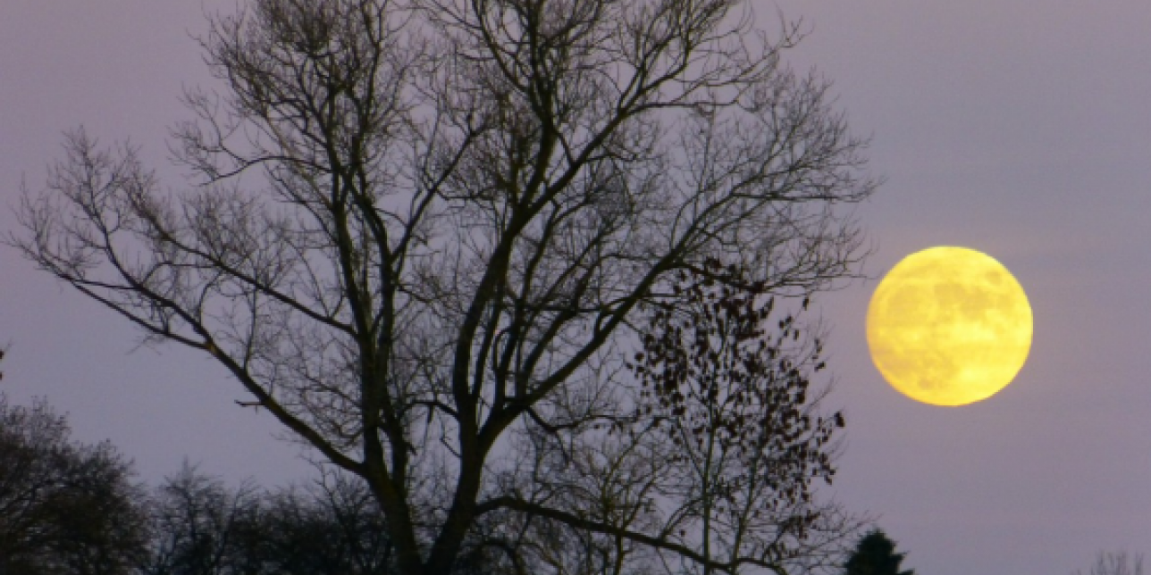 salida de Luna junto a un árbol