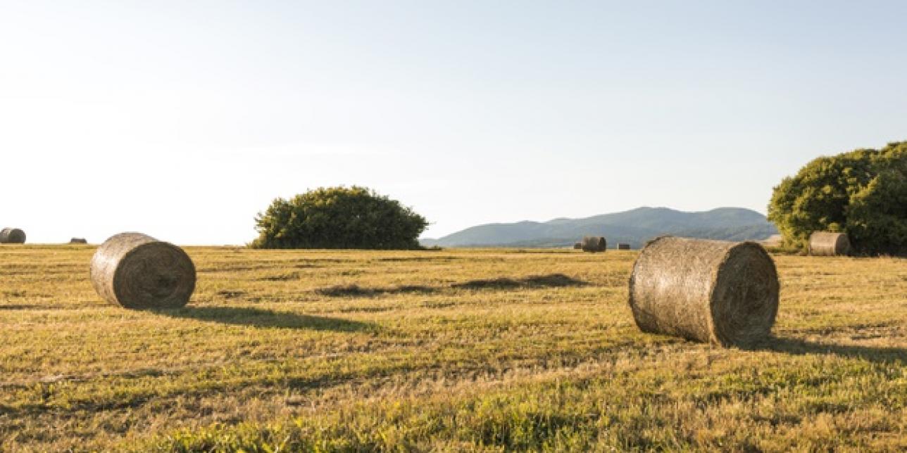 paisaje de campo