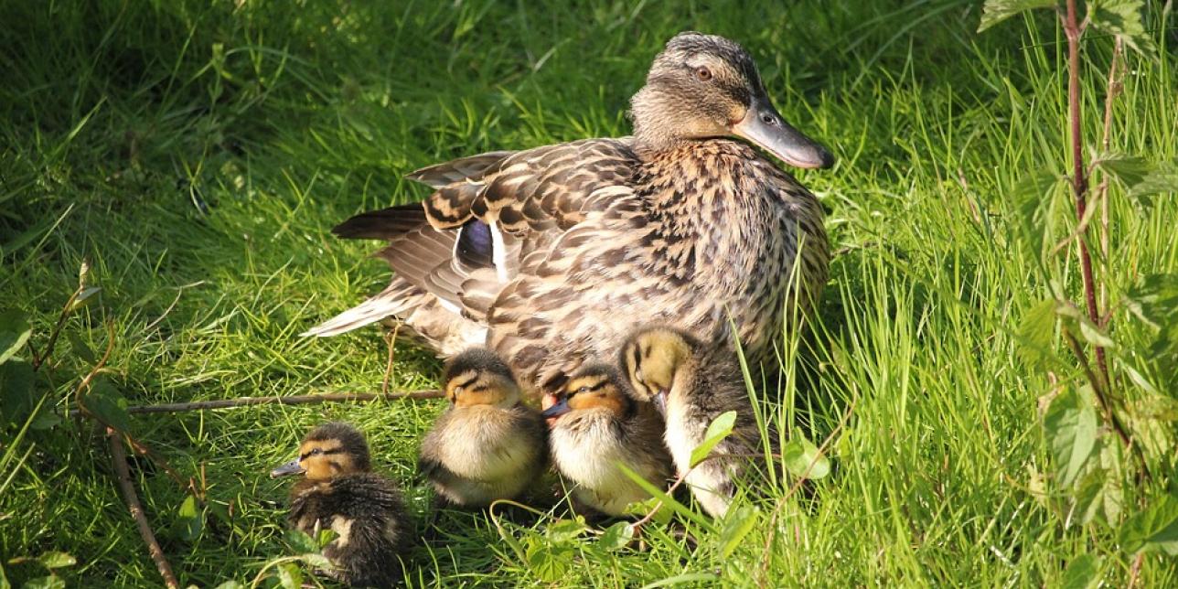 Pata con sus patitos. Imagen libre de derechos de autor, fuente: Pixabay.