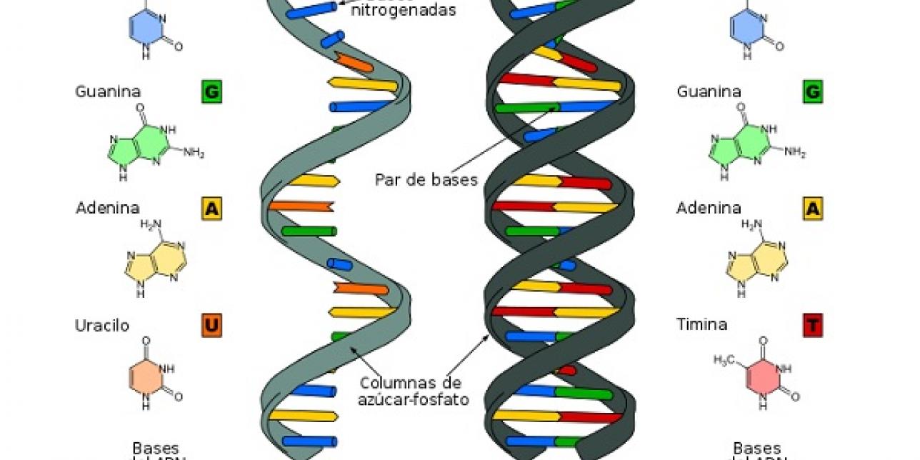 Estructura del ARN y del ADN