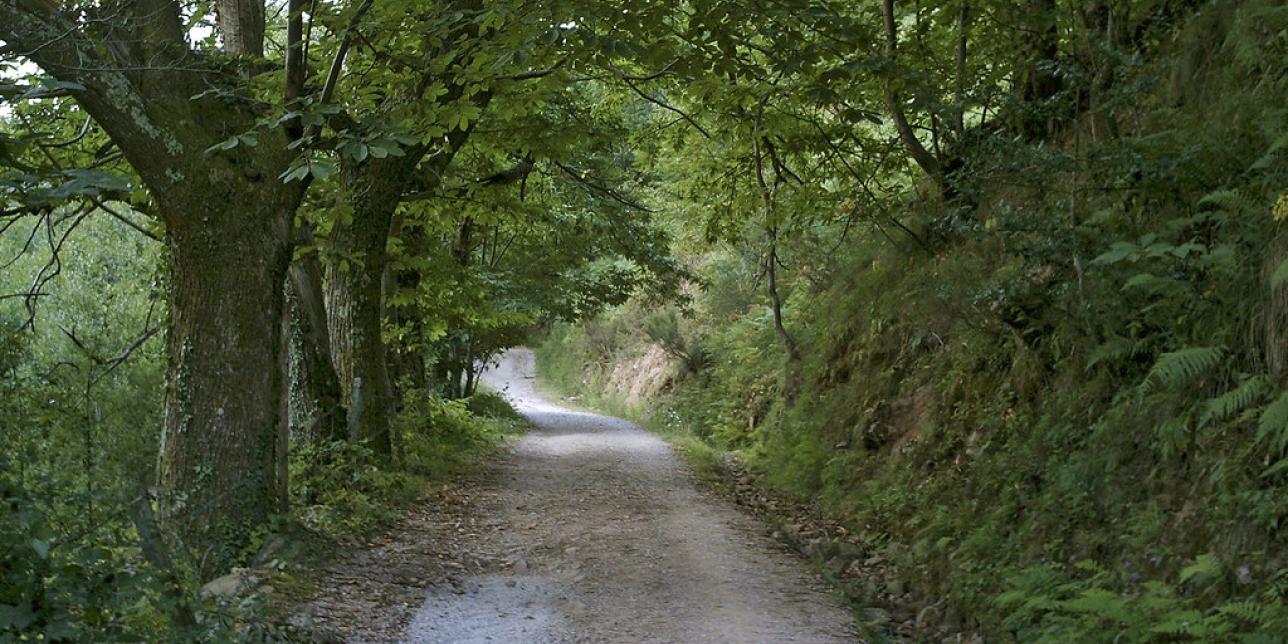 Camino de árboles