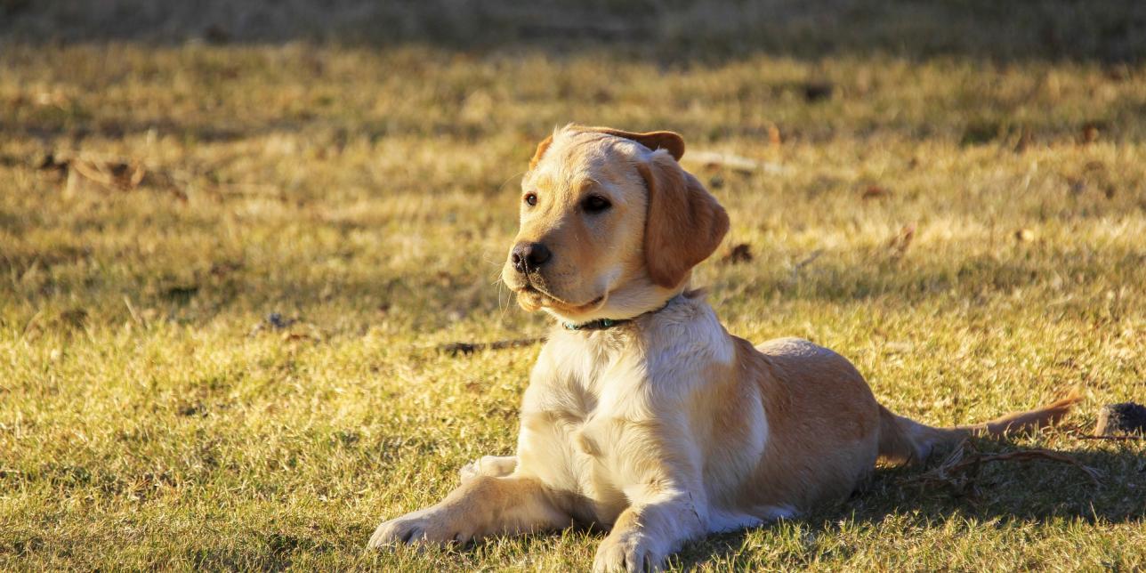 Perro en el pasto. Imagen libre de derechos de autor.