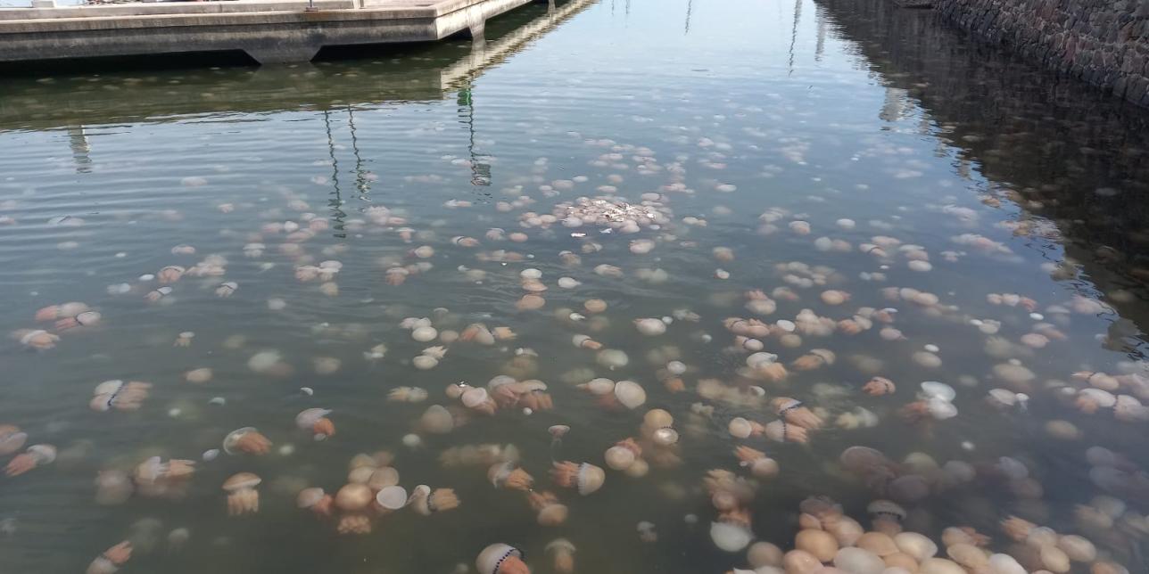 Medusas en Puerto Piríapolis