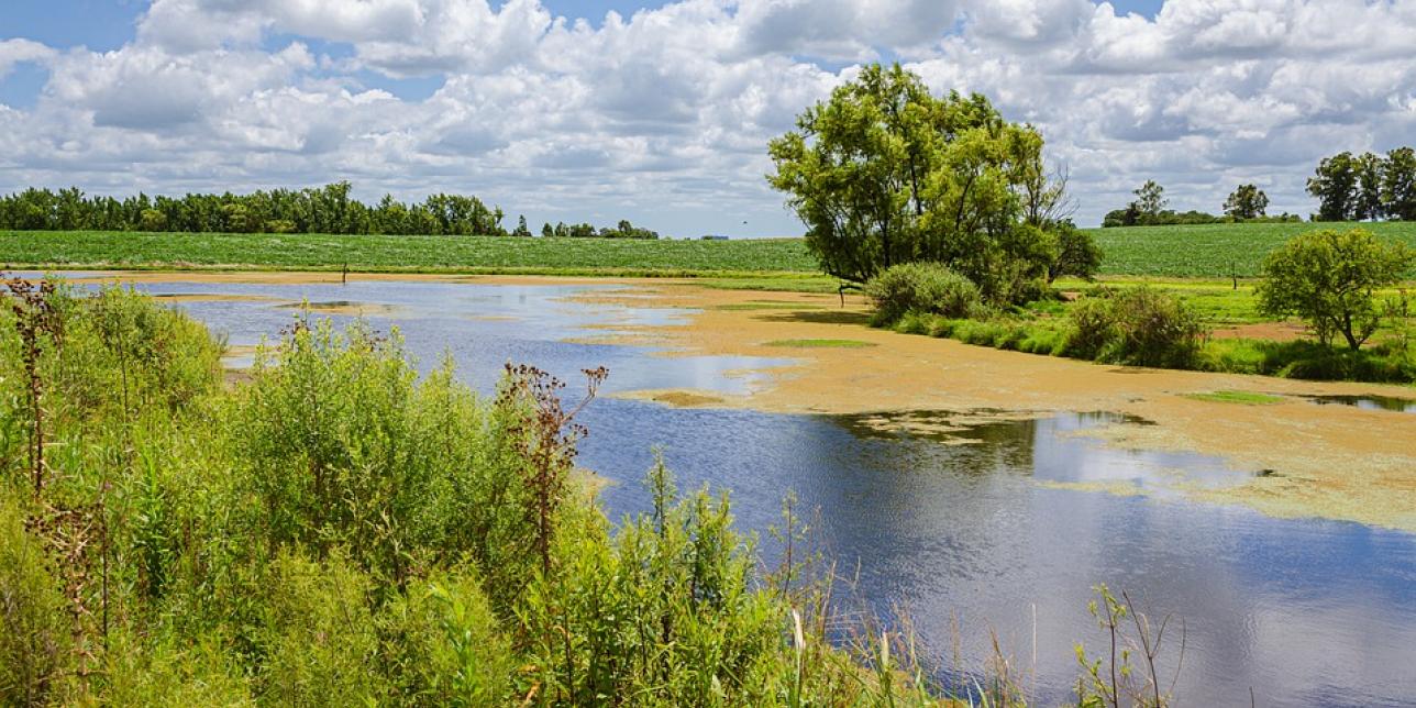 Paisaje de Uruguay, agua, arbustos, árboles, cielo. Imagen libre de derechos de autor de Pixabay. 