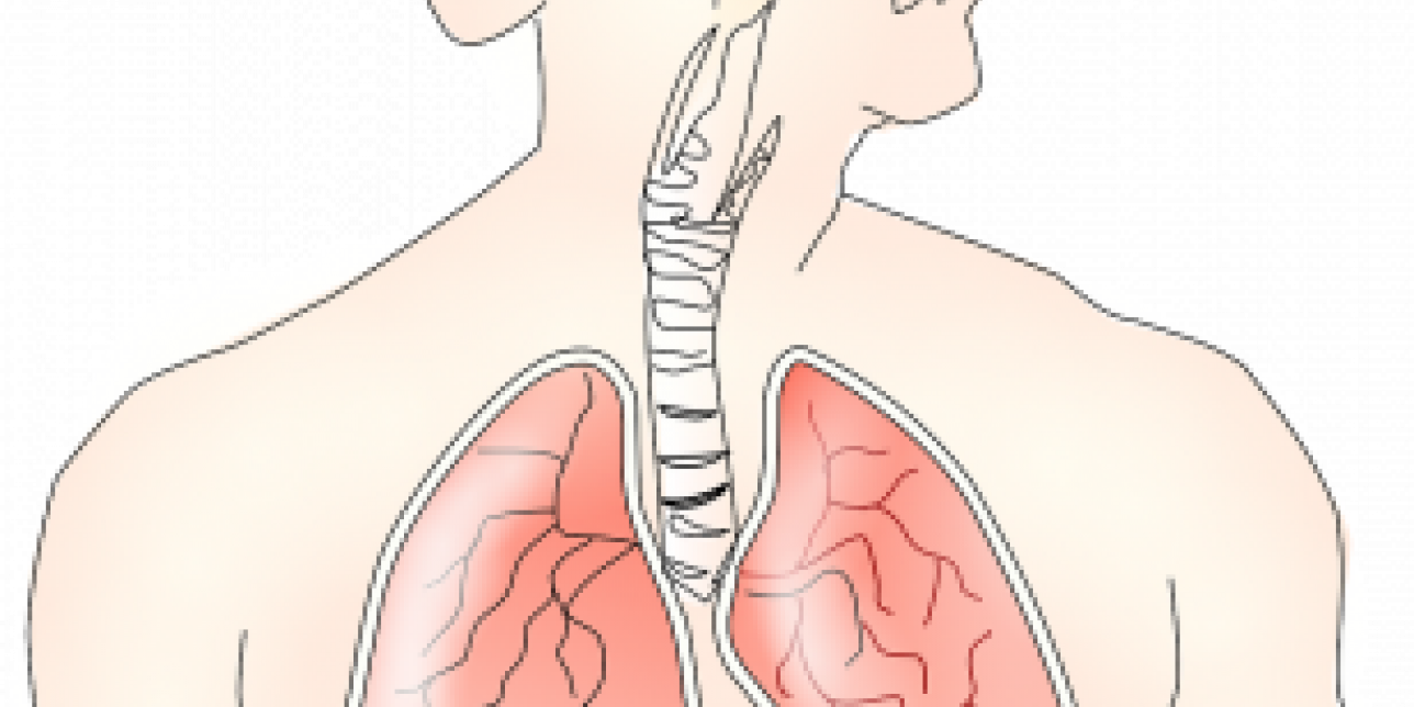 Imagen libre de derechos. Tórax humano donde se ve el aparato respiratorio