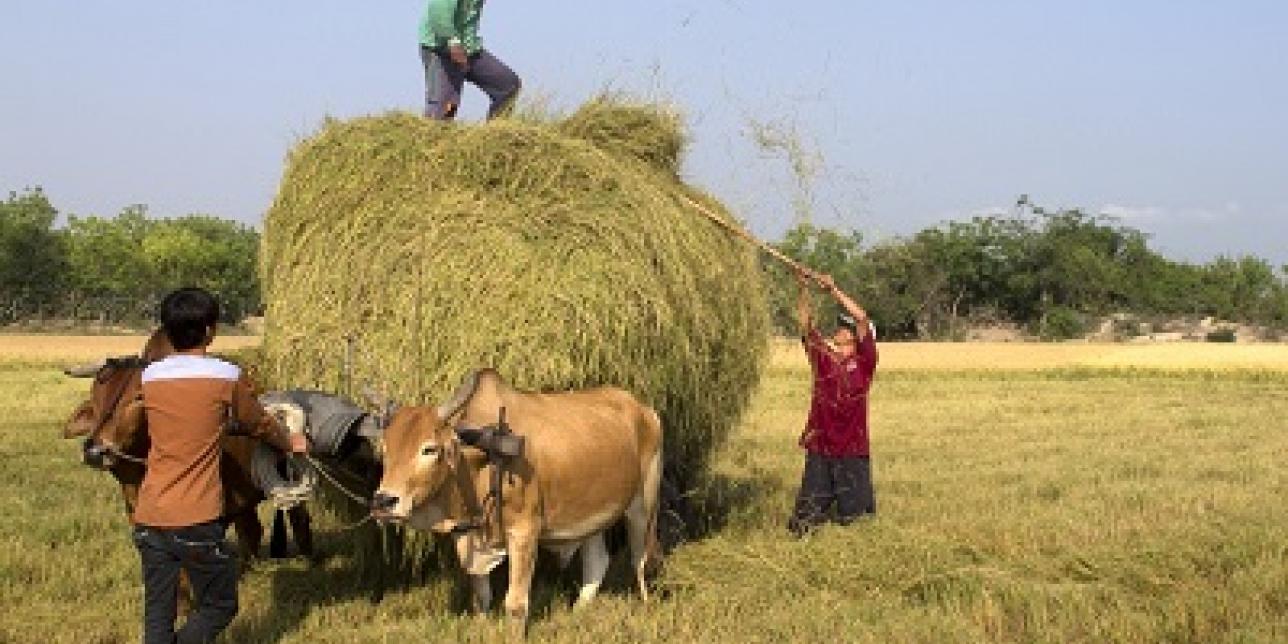 agricultura familiar