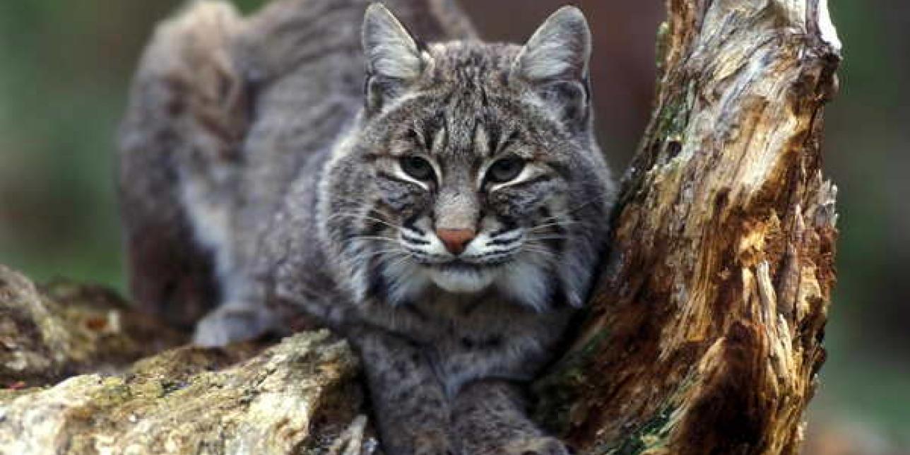 Lince observando sobre el tronco de un árbol