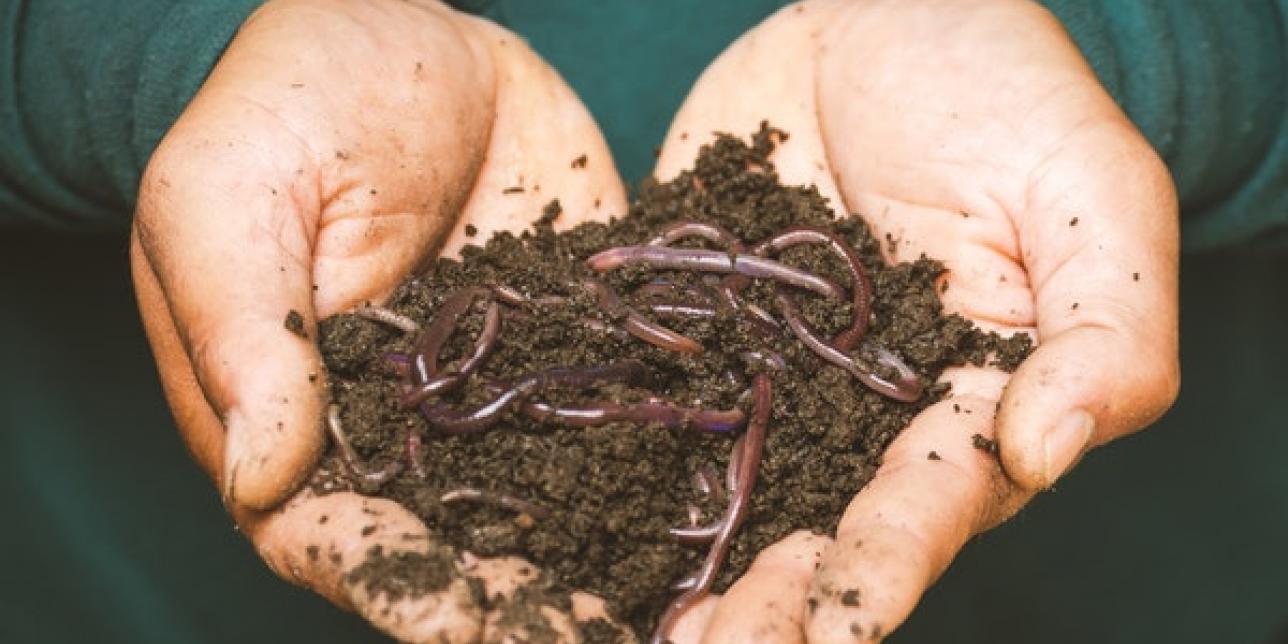 Compost en manos