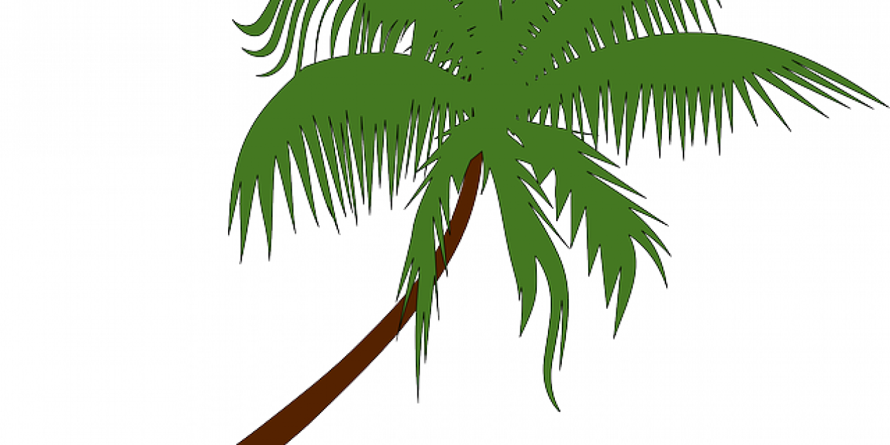 Palmera