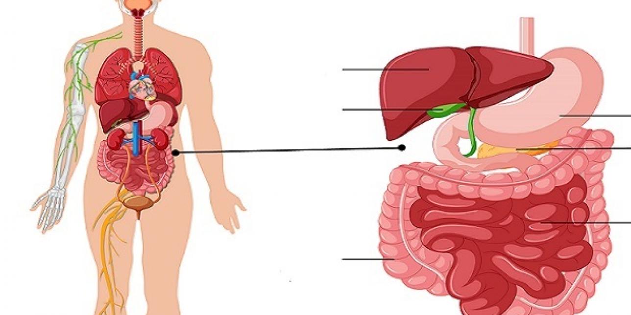 Proceso digestivo