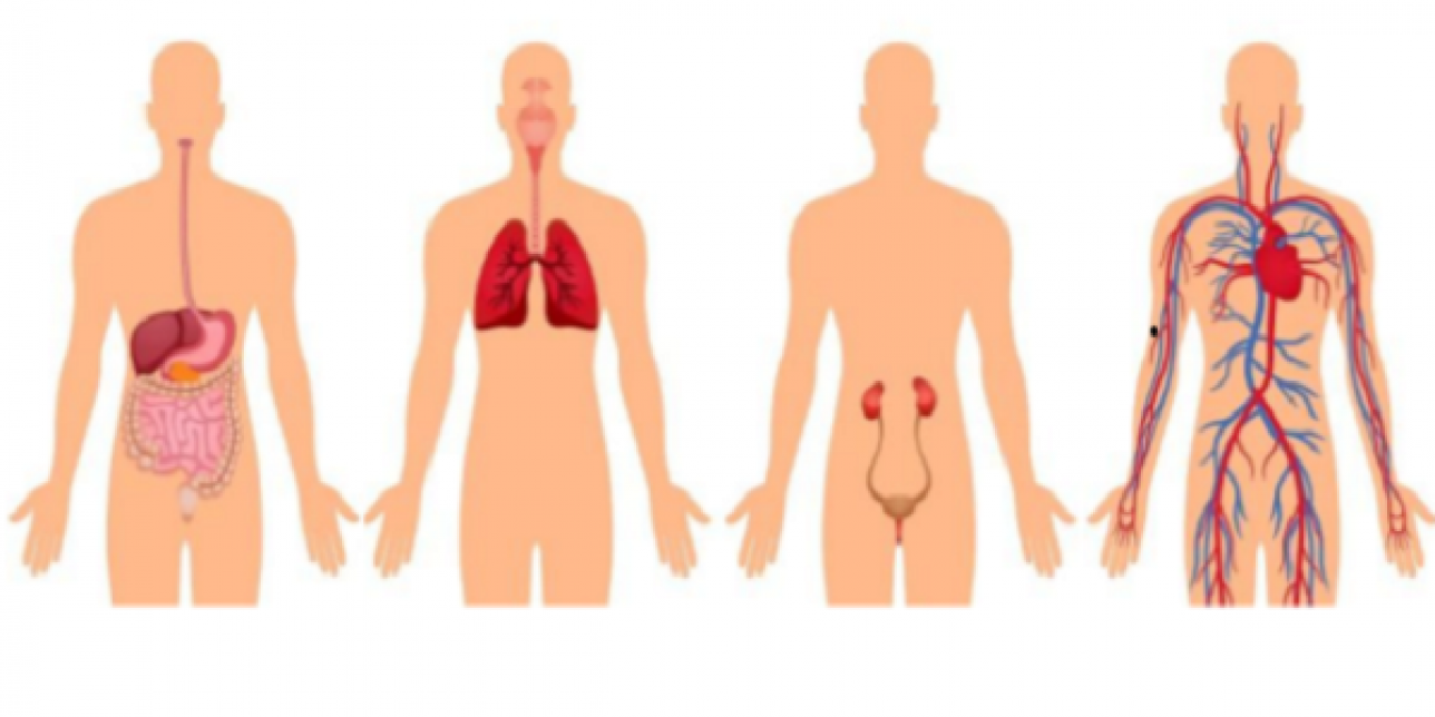 aparatos de la nutrición humana