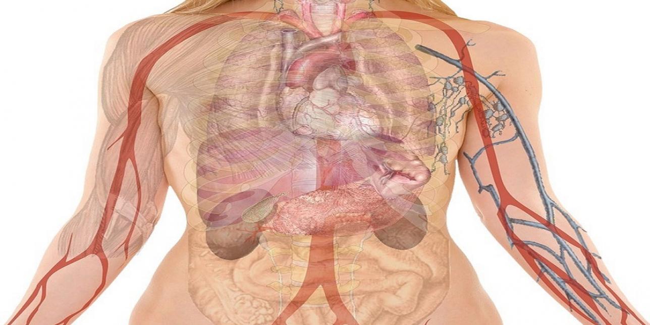 aparatos vinculados a la nutrición humana