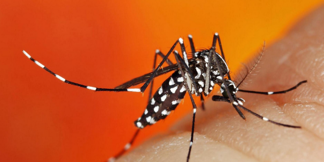 Mosquito Aedes Aegypti