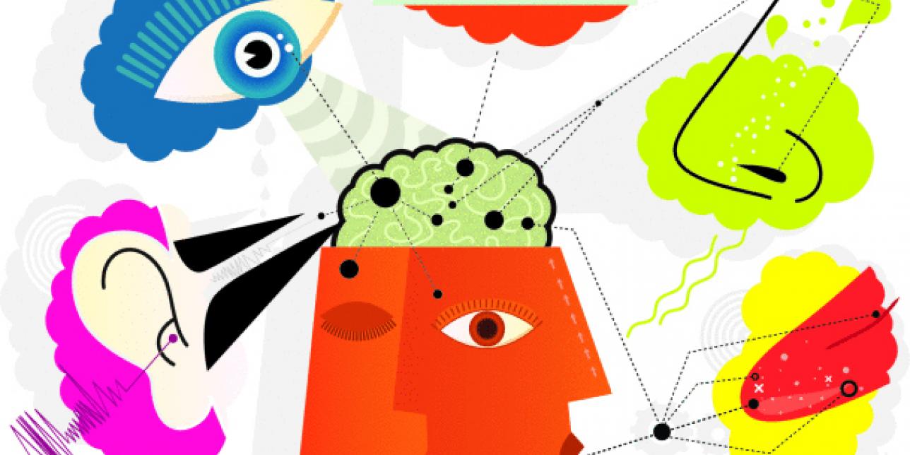 Dibujo de cabeza con cerebro y todos los órganos de los sentidos