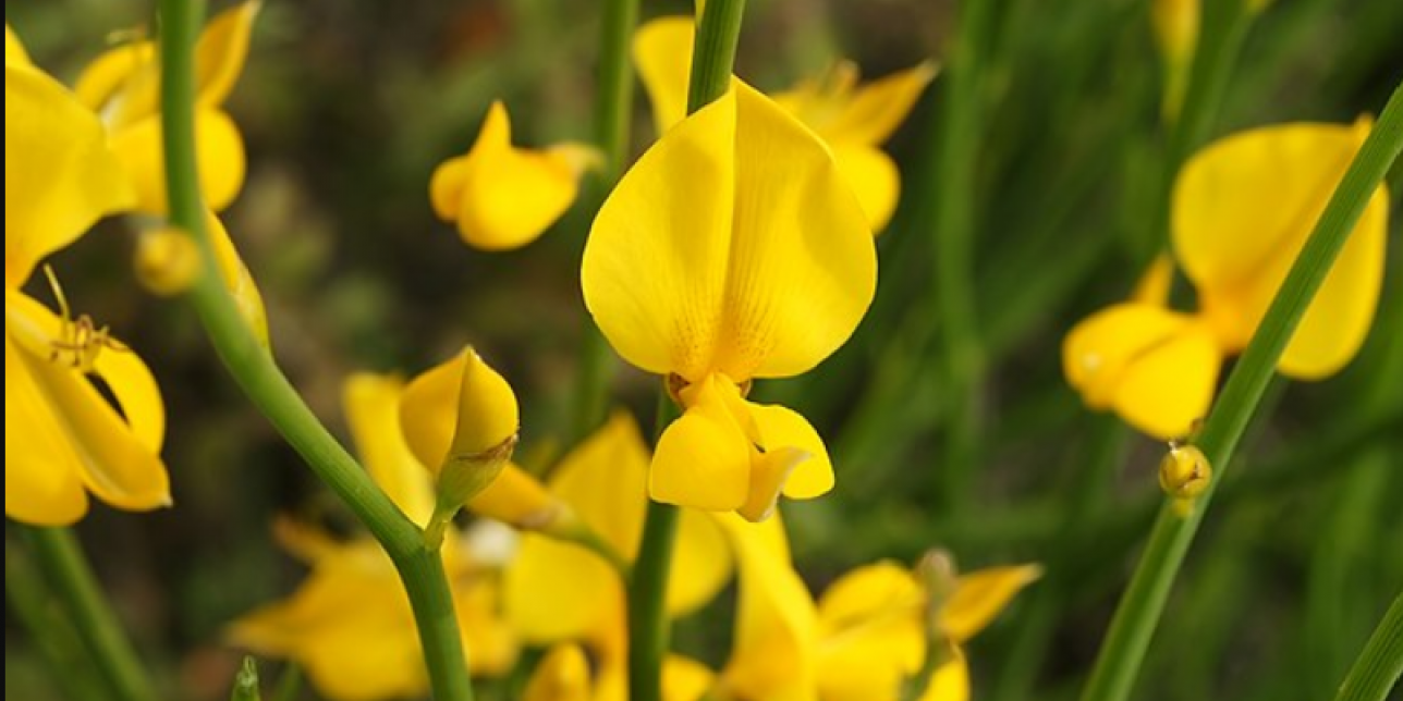 Retama española