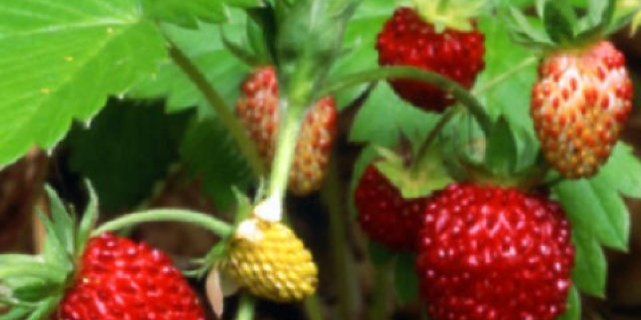 Plantas de frutilla