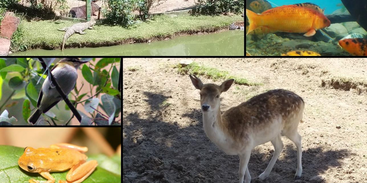 Fotos de animales: ciervo, pez, yacaré, carpincho, pájaro y una rana.