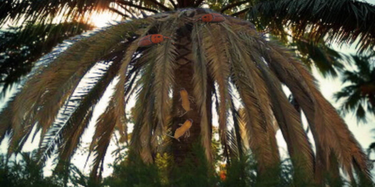 Palmera con picudos rojos adultos y larvas